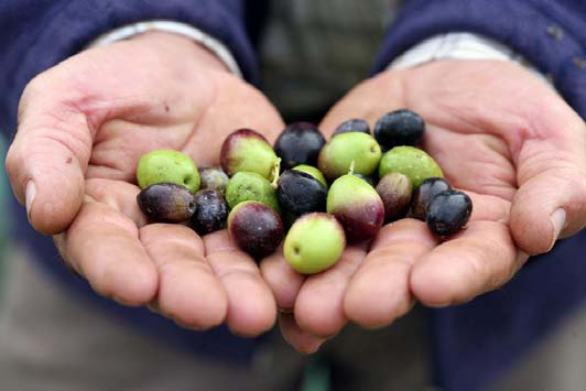 Ekskluzywna portugalska oliwa z oliwek Angélica 500ml