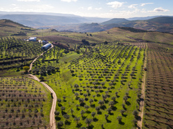 Portugalska ekologiczna oliwa z oliwek ACUSHLA Gourmet 2L bag in box