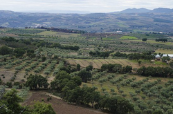 Portugalska oliwa z oliwek extra virgin Quinta Vale do Conde z regionu Trás-Os-Montes 5L