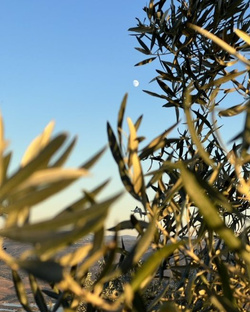 Portugalska ekologiczna oliwa z oliwek ACUSHLA Gourmet 500ml butelka szklana