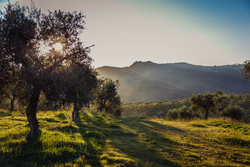 Portugalska ekologiczna oliwa z oliwek ACUSHLA Gourmet 5L